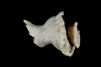 藏品(瑪娃花仙螺)的圖片